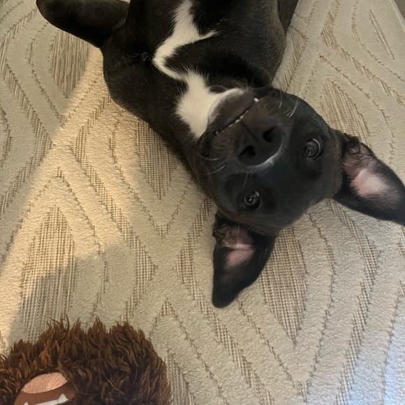 Like This Listing For Show Notifications - Picture 5 of 5